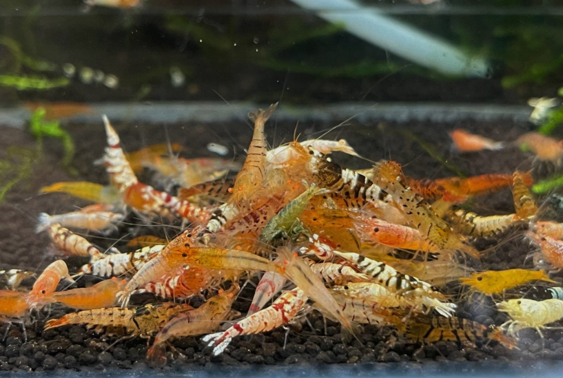 Caridina Culls