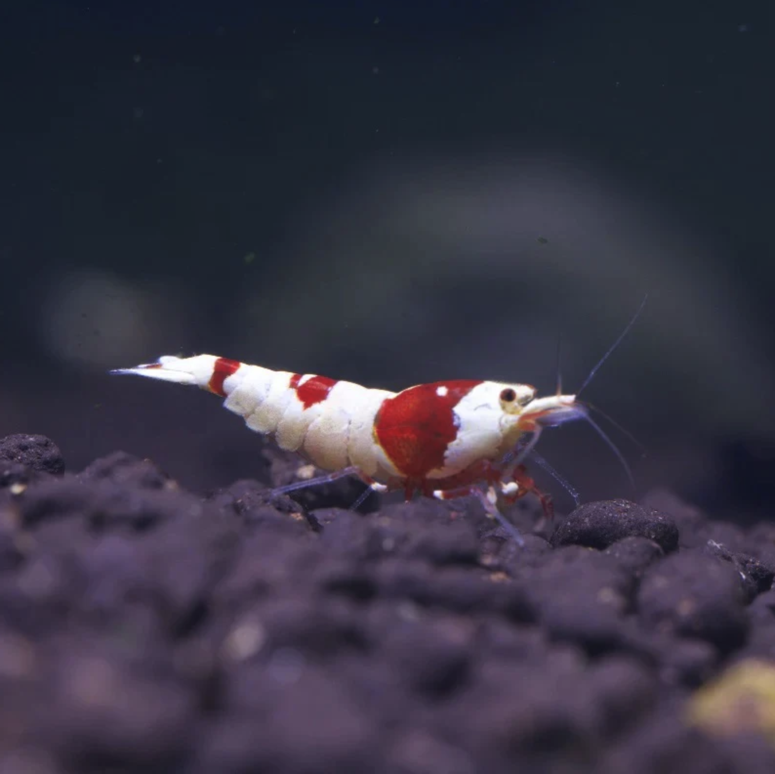 Crystal Red