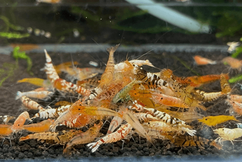 Caridina Culls