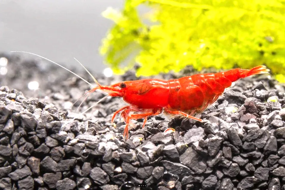 Cherry Red (Neocaridina davidi)